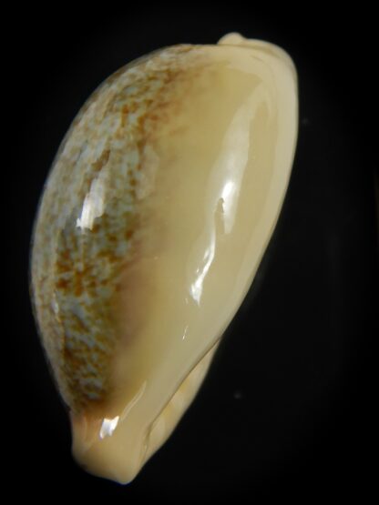 Erronea ovum palauensis 30.87 mm Gem-76032