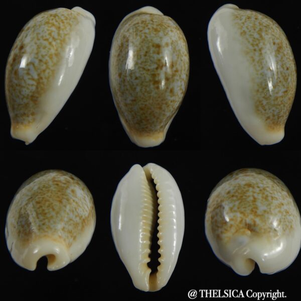 Erronea ovum palauensis 27.35 mm Gem-0