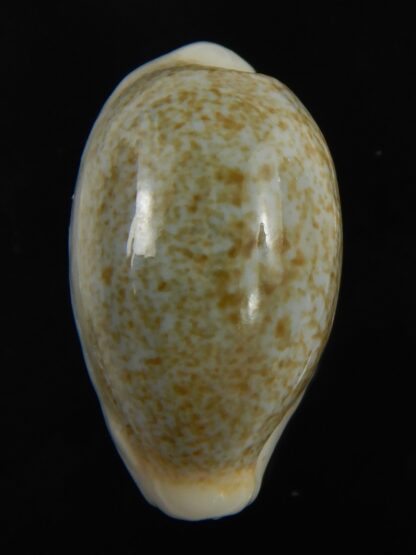 Erronea ovum palauensis 27.35 mm Gem-76004