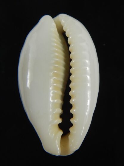 Erronea ovum palauensis 27.35 mm Gem-76006