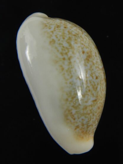 Erronea ovum palauensis 27.35 mm Gem-76005