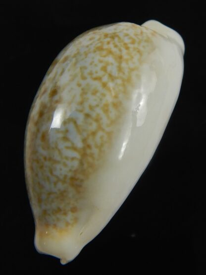 Erronea ovum palauensis 27.35 mm Gem-76009