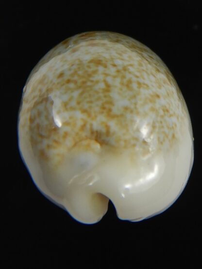 Erronea ovum palauensis 27.35 mm Gem-76008