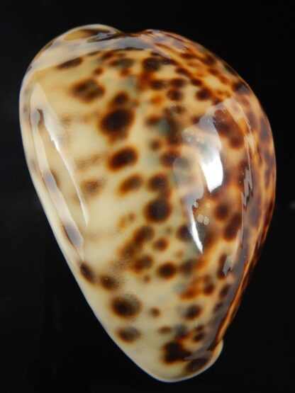 Cypraea tigris pardalis " SP colour" 78.68 mm Gem (-)-76216