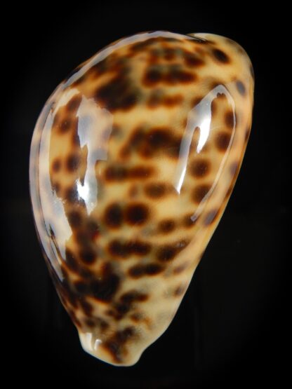 Cypraea tigris pardalis " SP colour" 78.68 mm Gem (-)-76214