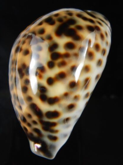 Cypraea tigris pardalis " SP colour" 76.20 mm Gem -76199