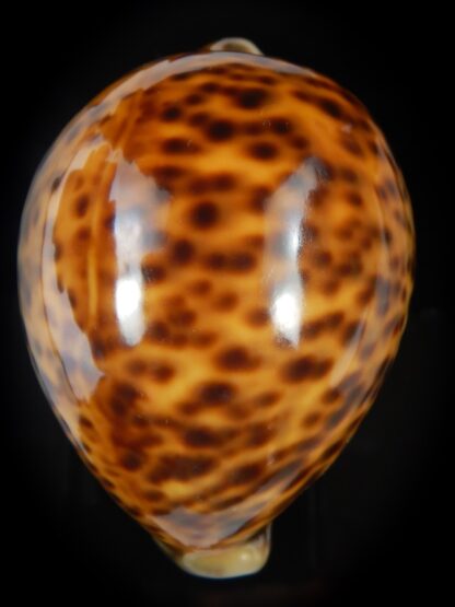 Cypraea tigris pardalis " SP colour" 84.90 mm Gem-76254