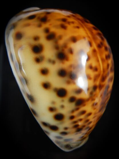 Cypraea tigris pardalis " SP colour" 84.90 mm Gem-76256