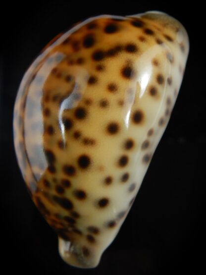 Cypraea tigris pardalis " SP colour" 84.90 mm Gem-76257