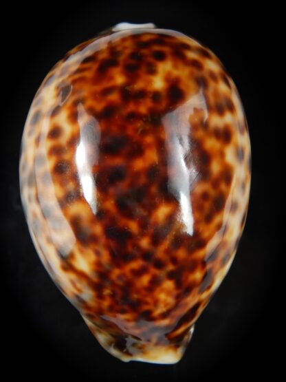 Cypraea tigris pardalis " ROSTRATE SP colour" 82.49 mm Gem-76183