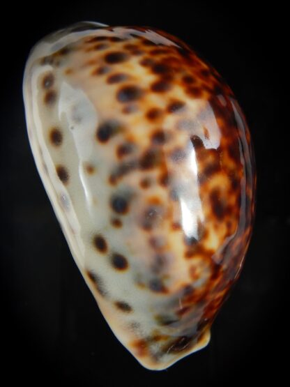 Cypraea tigris pardalis " ROSTRATE SP colour" 82.49 mm Gem-76188