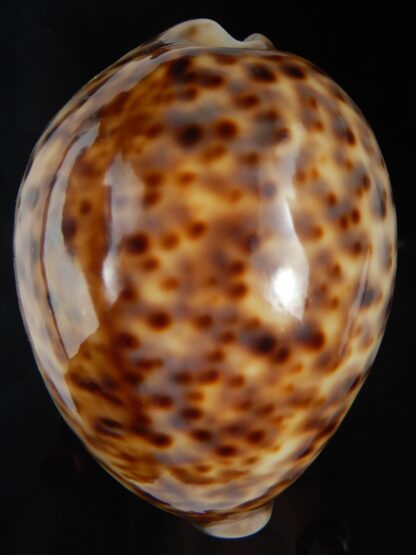 Cypraea tigris pardalis " SP colour" 90.73 mm Gem -76269
