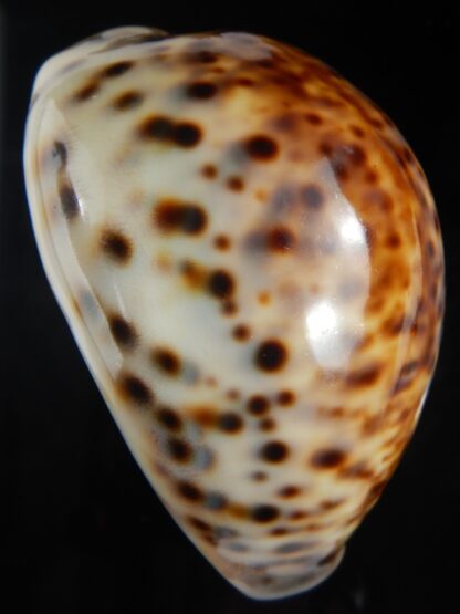 Cypraea tigris pardalis " SP colour" 90.73 mm Gem -76270