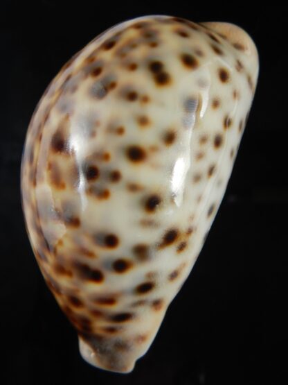 Cypraea tigris pardalis " SP colour" 90.73 mm Gem -76271