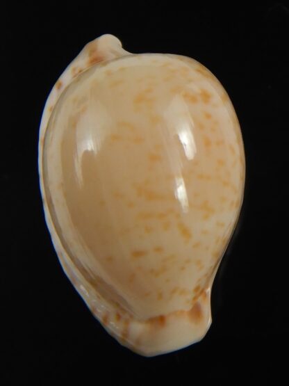 Cypraeovula algoensis algoensis 22.04 mm Gem-76465