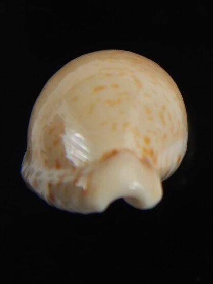 Cypraeovula algoensis algoensis 22.04 mm Gem-76459