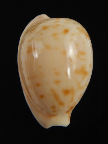 Cypraeovula edentula edentula 20.75 mm Gem-76528