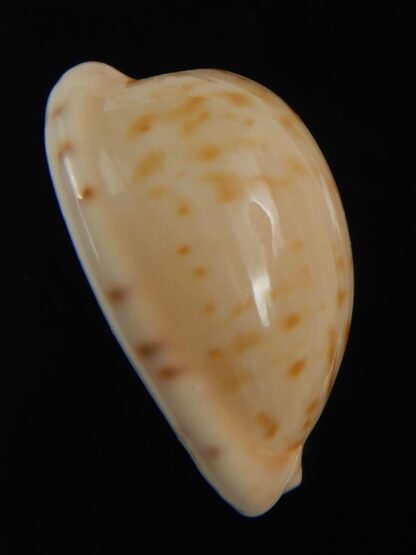 Cypraeovula edentula edentula 20.75 mm Gem-76529