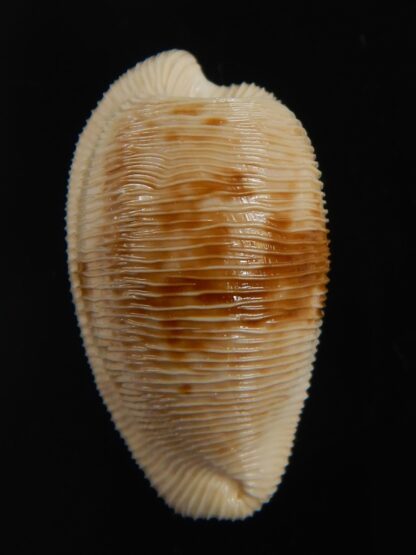 Cypraeovula capensis capensis 29.54 mm Gem-76501