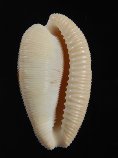 Cypraeovula capensis capensis 29.54 mm Gem-76502