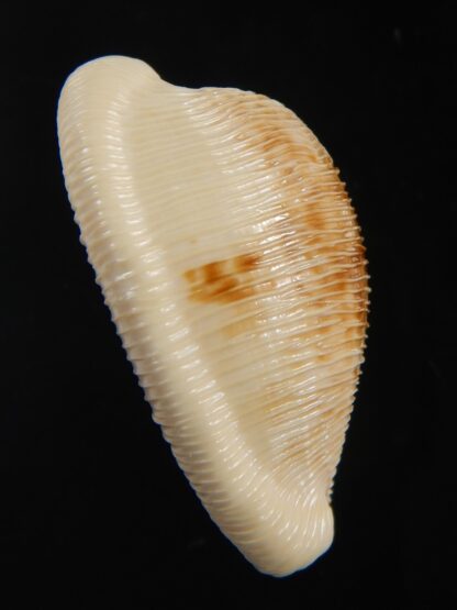 Cypraeovula capensis capensis 29.54 mm Gem-76503