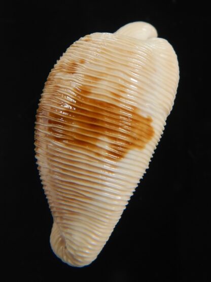 Cypraeovula capensis capensis 29.54 mm Gem-76504