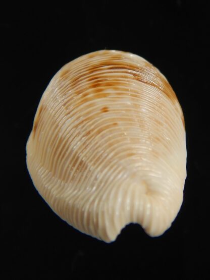 Cypraeovula capensis capensis 29.54 mm Gem-76505