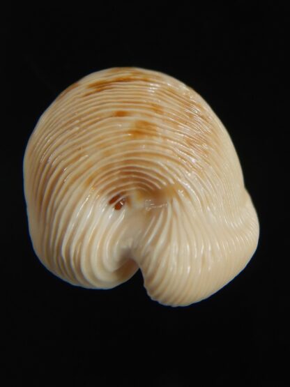 Cypraeovula capensis capensis 29.54 mm Gem-76500