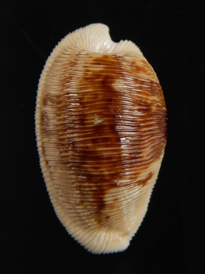 Cypraeovula capensis capensis 28.56 mm Gem-76490