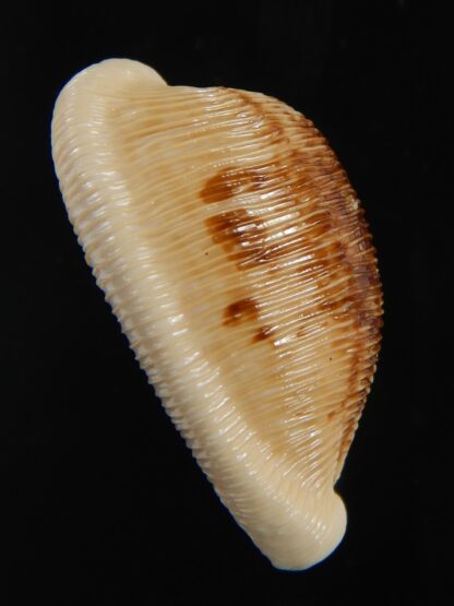 Cypraeovula capensis capensis 28.56 mm Gem-76489