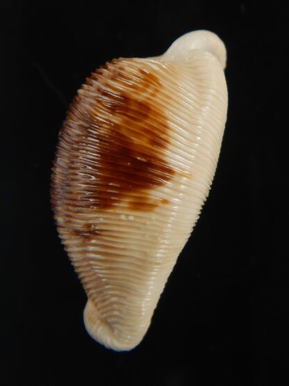 Cypraeovula capensis capensis 28.56 mm Gem-76487