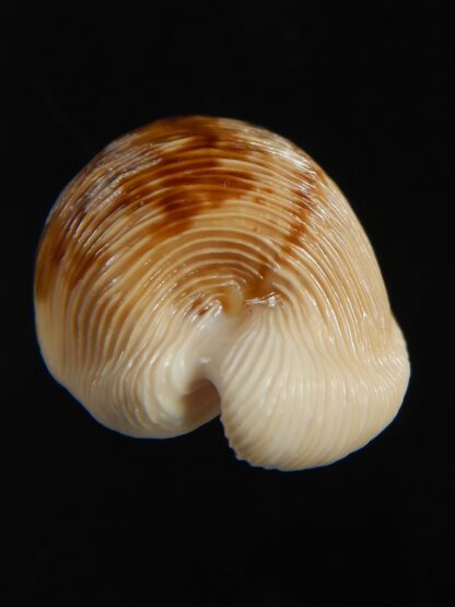 Cypraeovula capensis capensis 28.56 mm Gem-76491