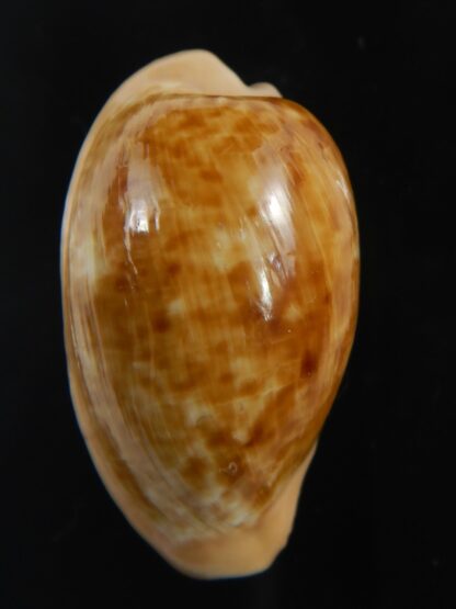 Cypraeovula fuscodentata grohorum 35.10 mm Gem-76542