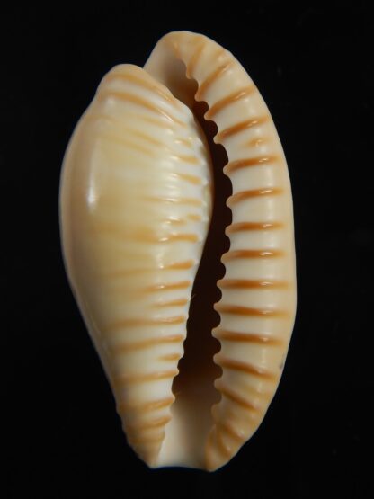 Cypraeovula fuscodentata grohorum 35.10 mm Gem-76541