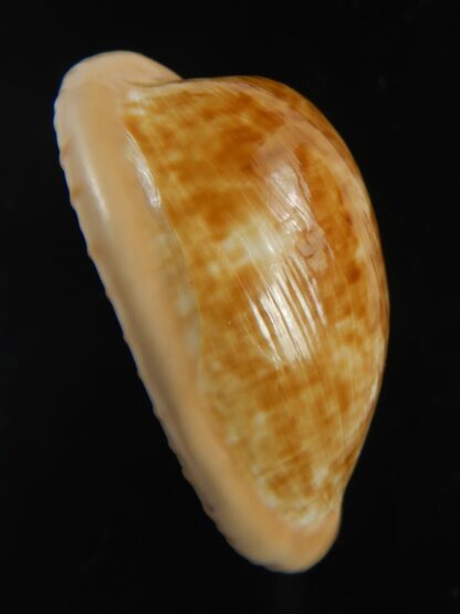 Cypraeovula fuscodentata grohorum 35.10 mm Gem-76543