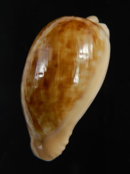 Cypraeovula fuscodentata grohorum 35.10 mm Gem-76547