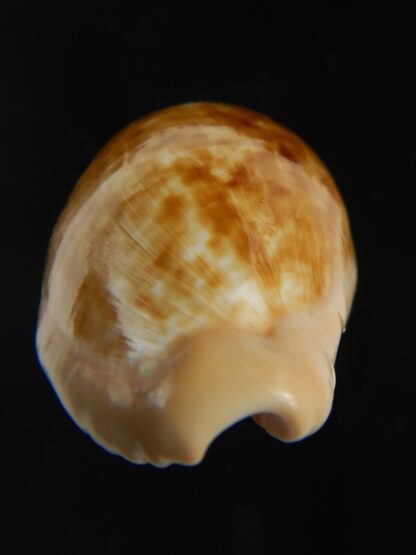 Cypraeovula fuscodentata grohorum 35.10 mm Gem-76545