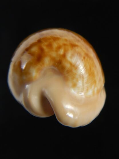 Cypraeovula fuscodentata grohorum 35.10 mm Gem-76544