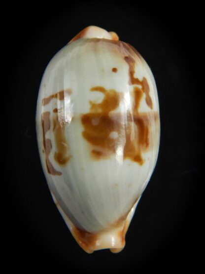 Bistolida erythraeensis ..Big size... 25.20 mm F+++/Gem -76390