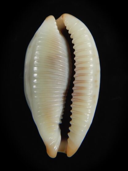 Bistolida erythraeensis ..Big size... 25.20 mm F+++/Gem -76391