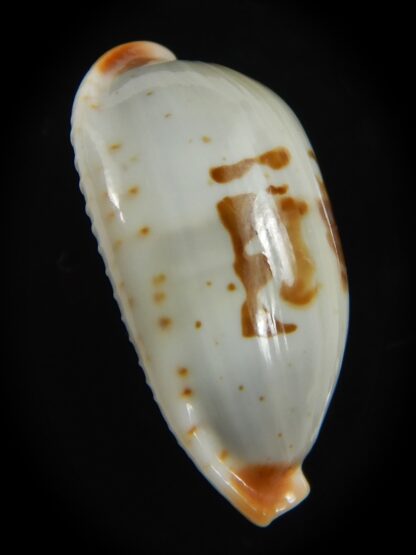 Bistolida erythraeensis ..Big size... 25.20 mm F+++/Gem -76393