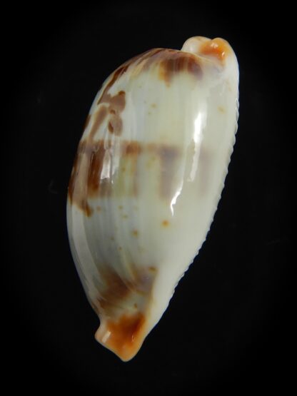 Bistolida erythraeensis ..Big size... 25.20 mm F+++/Gem -76392
