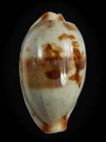 Bistolida erythraeensis ..Big size... 24.72 mm F+++/Gem-76375