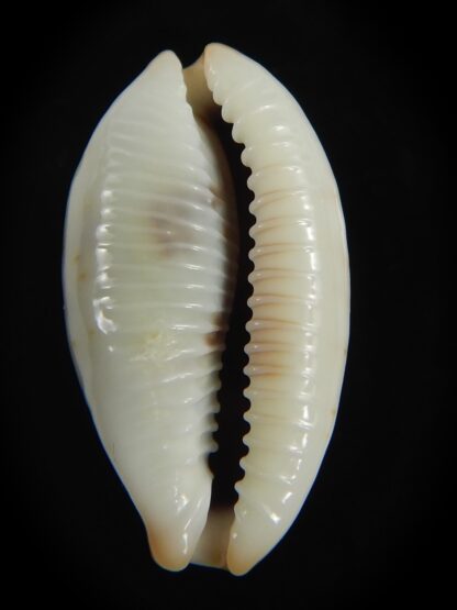 Bistolida erythraeensis ..Big size... 24.72 mm F+++/Gem-76376