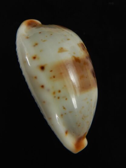Bistolida erythraeensis ..Big size... 24.72 mm F+++/Gem-76377