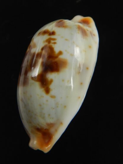 Bistolida erythraeensis ..Big size... 24.72 mm F+++/Gem-76378