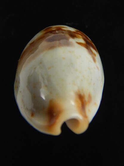 Bistolida erythraeensis ..Big size... 24.72 mm F+++/Gem-76379