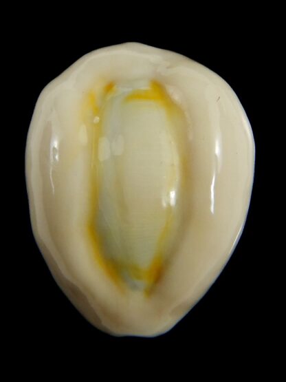 Monetaria obvelata ..Big size ... 25.05 mm Gem-76650