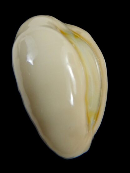 Monetaria obvelata ..Big size ... 25.05 mm Gem-76651