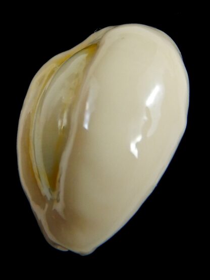 Monetaria obvelata ..Big size ... 25.05 mm Gem-76654